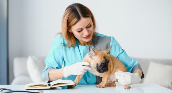 Developing AI-Enabled Enterprise Applications for Animal Health Diagnostics